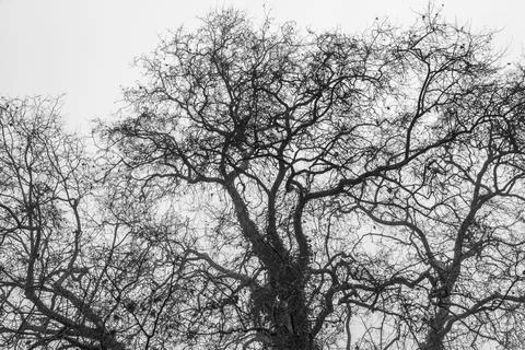 Bare treetop branches in winter Stock Photos