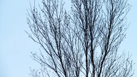 Bare Treetop Stock Photos