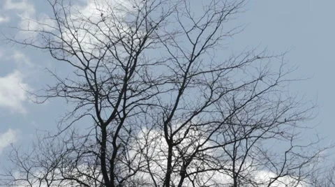 Bare treetop slowly swaying in the wind Stock Footage 7740783