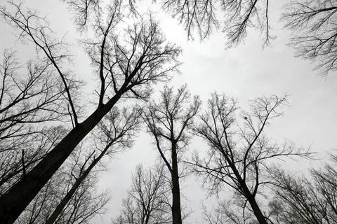 Bare treetops, treetops, trees Stock Photos