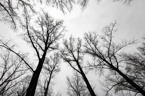 Bare treetops, treetops, trees Foto stock