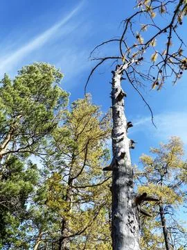 The bare trunk of an old dried-up larch tree on the mountain Stock Photos