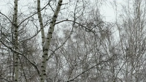 Bare trunks of birch trees against the background of falling snow Stock Footage 164114455