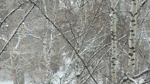 Bare trunks of birch trees against the background of falling snow Stock Footage 164114460