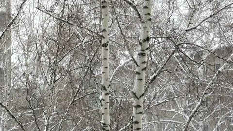 Bare trunks of birch trees against the background of falling snow Video stock 164114479