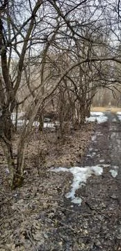 Bare trunks of trees in the spring forest form an alley. Close-up. Stock Photos