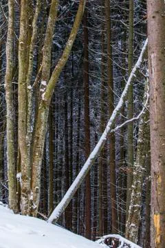 Bare trunks of trees in the winter forest in the mountains. Stock Photos