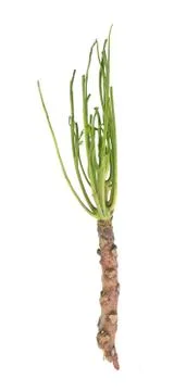 Bare Twig or Bare Branches of Neem Tree Isolated on White Background. Stock Photos