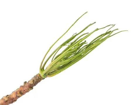 Bare Twig or Bare Branches Stock Photos