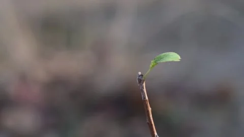 Bare twig of tree shivering on wind in early spring Stock Footage 119146244