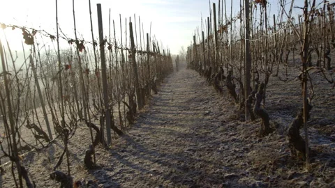 Bare vines in winter at dawn Stock Footage 270701380