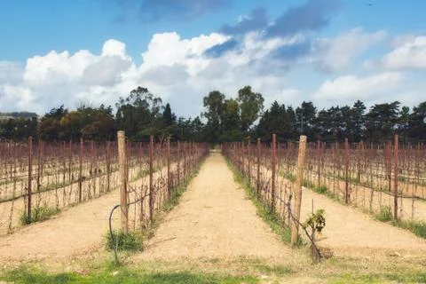 Bare vineyard in the autumn with empty rows of vines Stock Photos