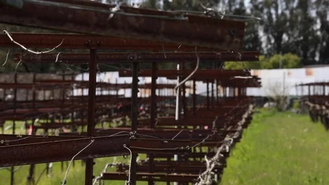 Bare Vineyard bars after grape trimmings Stock Footage 108126168