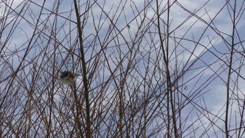 Bare white willow branches in winter with a sparrow - snow in background Stock Footage 151905438