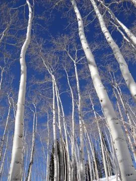 Bare white winter apsens Stock Photos