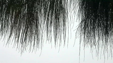 Bare willow branches Vidéo 600554