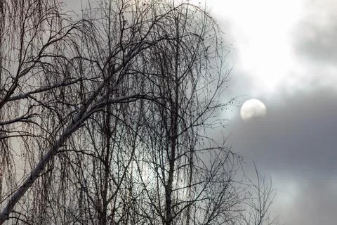 Bare willow branches frame a soft, cloudy sky. Bright, round sun glows thro.. Stock Photos