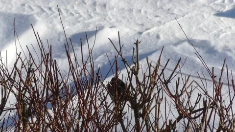 Bare willow branches in winter, sparrow - snow, tire tracks in background Stock Footage 151905611