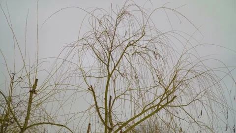 Bare Willow Tree Branches Against a Pale Winter Sky - Minimalist Nature Silhouet Stock Footage 330645135