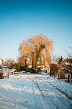 Bare Willow Tree During Winter Stock Photos