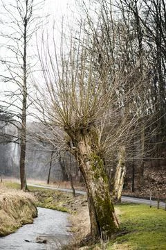 Bare willow tree, road and stream, Ojcow, Lesser Poland, Poland Stock Photos