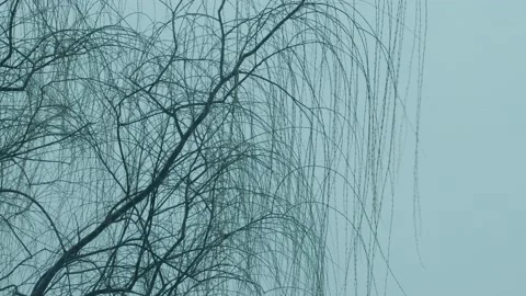 Bare Willow Tree in the Wind Video stock 194853481