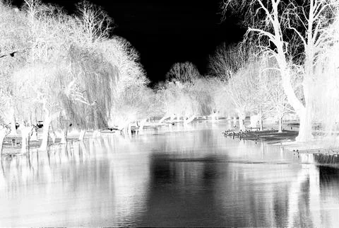 Bare Willows standing in river floods 스톡 일러스트