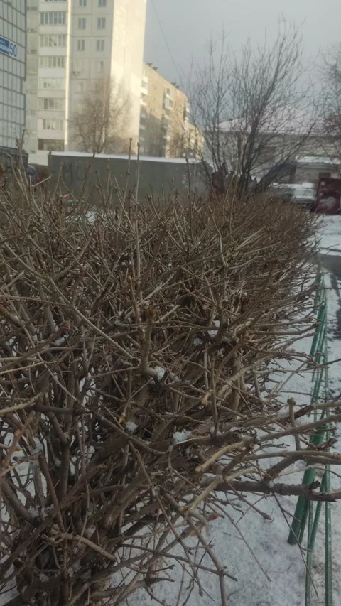 Bare winter bushes without leaves in front of city buildings Stock Footage 332921565