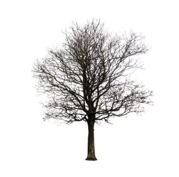 Bare winter cherry tree with no leaves Foto stock