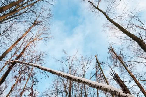 Bare winter forest on blue sky background. Stock Photos