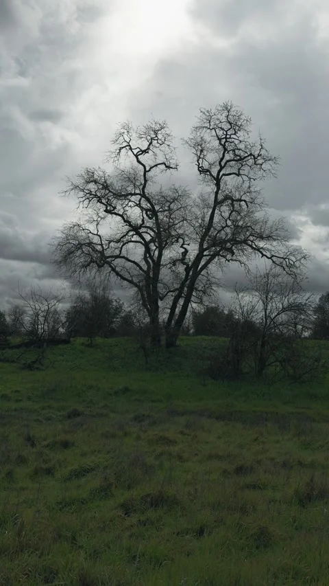 Bare winter oak tree standing on a green hill under dramatic clouds 스톡 동영상 329829688