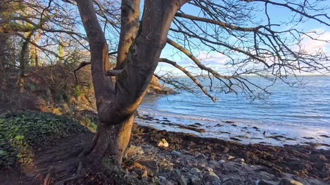 Bare winter sunlit tree establishing slow motion across rocky beach Stock Footage 325723955