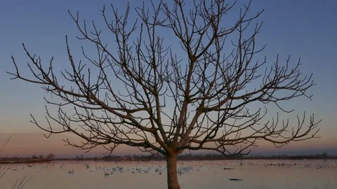 A bare winter tree against pastel sunset sky with a lake full of migratory swans Stock Footage 318684827