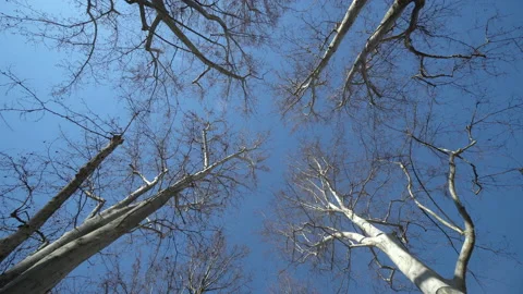 Bare winter tree brances of trees in a forest in autumn Stock Footage 236998800