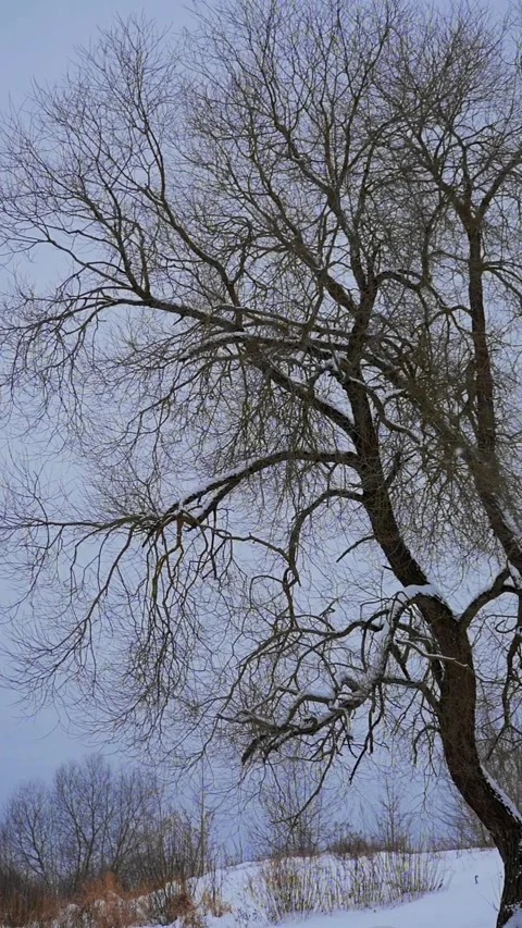 Bare Winter Tree Branches Against a Muted Sky Stock Footage 326665844