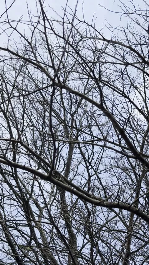 Bare Winter Tree Branches Against Blue Sky Видео 344883608