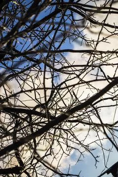 Bare winter tree branches against a blue sky. Stock Photos
