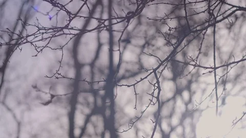 Bare winter tree branches Stock Footage 86685193