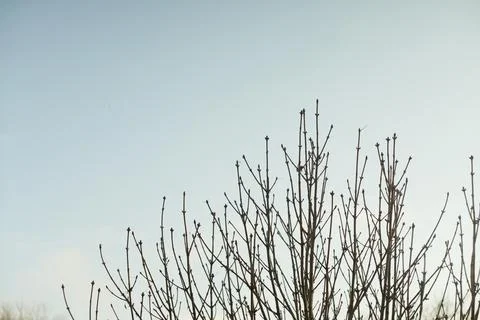 Bare winter tree branches reaching up against a pale blue sky during cold s.. Stock Photos