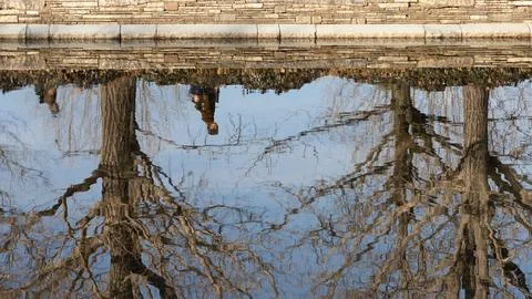 Bare Winter Tree Branches Reflected in Pond Water at Showa Kinen Park Tokyo Stock Photos