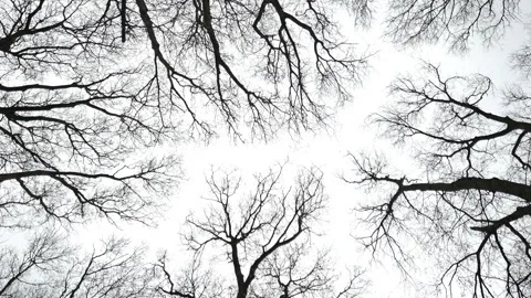 Bare winter tree canopy silhouettes against overcast sky — looking up at Stock Footage 335379592
