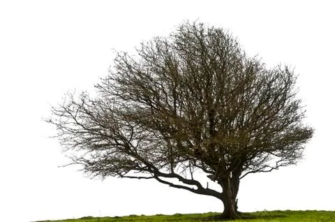 Bare winter tree isolated on white Stock Photos