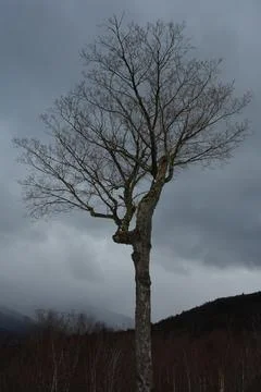 Bare winter tree in mountains Stock Photos