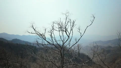 Bare Winter Tree in Mutianyu Great Wall Mountains, Jundu Range, Beijing, China Stock Footage 334960564