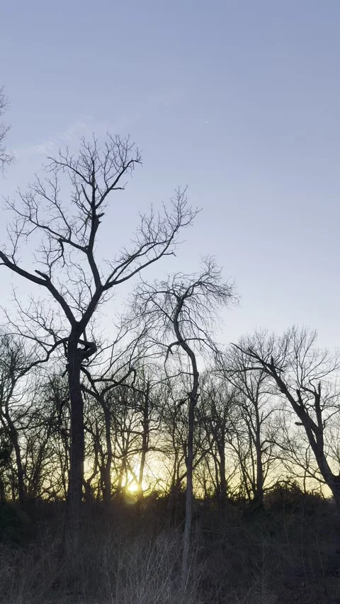 Bare Winter Tree Silhouettes at Golden Dusk Видео 344717001