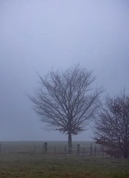 Bare Winter Tree Standing Against a Clean Horizon in a Misty Landscape Stock Photos