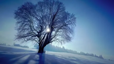 Bare winter tree standing in snow field with sun rays shining through branches Stock Footage 343695745