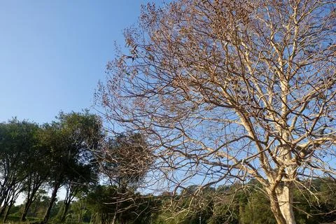 Bare winter tree stands with dry branches against clear blue sky, showcasin.. Stock Photos