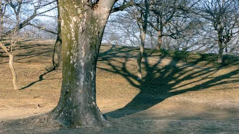 Bare Winter Tree Trunk with Dramatic Branch Shadow Across Grass Slope in Park Stock Photos