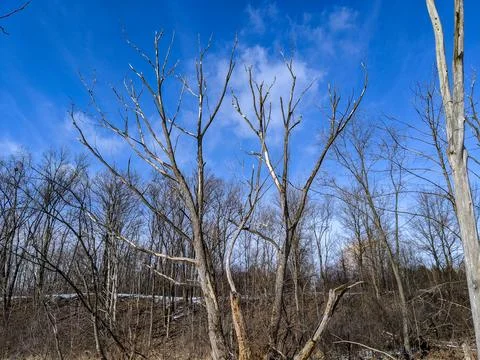 Bare Winter Trees Against a Blue Sky with Snow Patches 写真素材